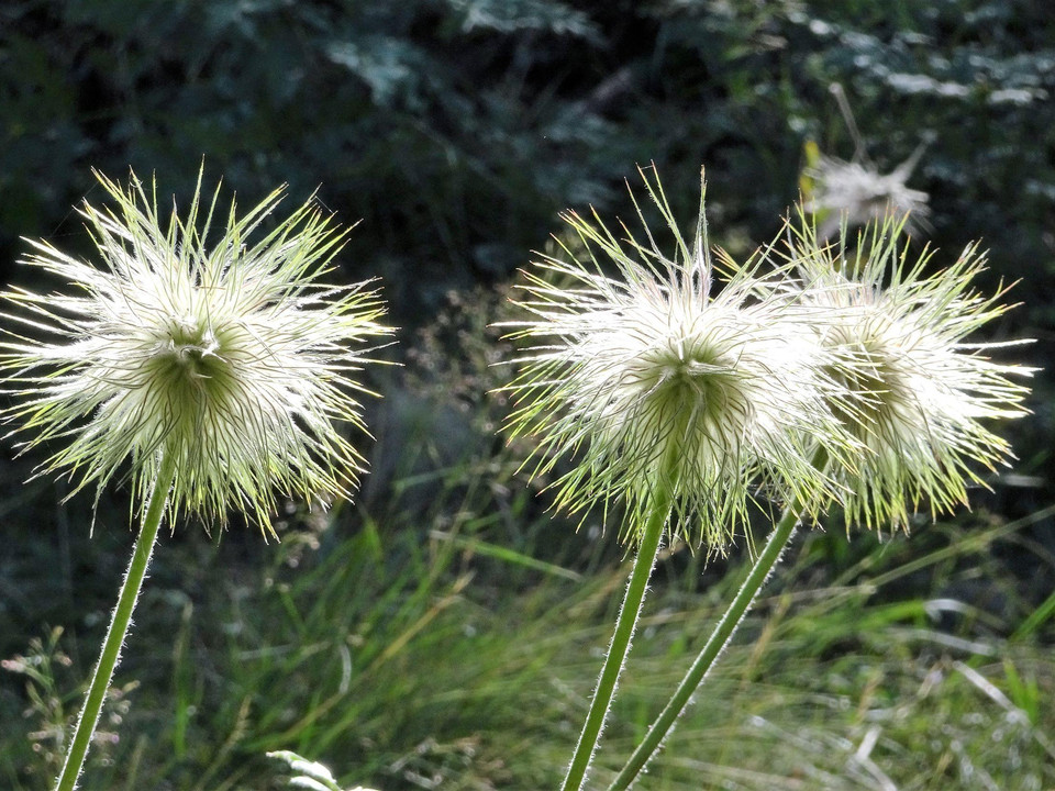 Pulsatilla im Binntal