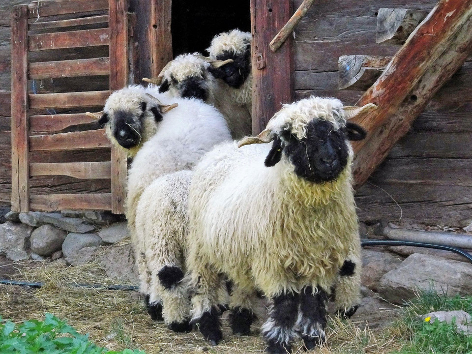 Walliser Schafen Bodmen