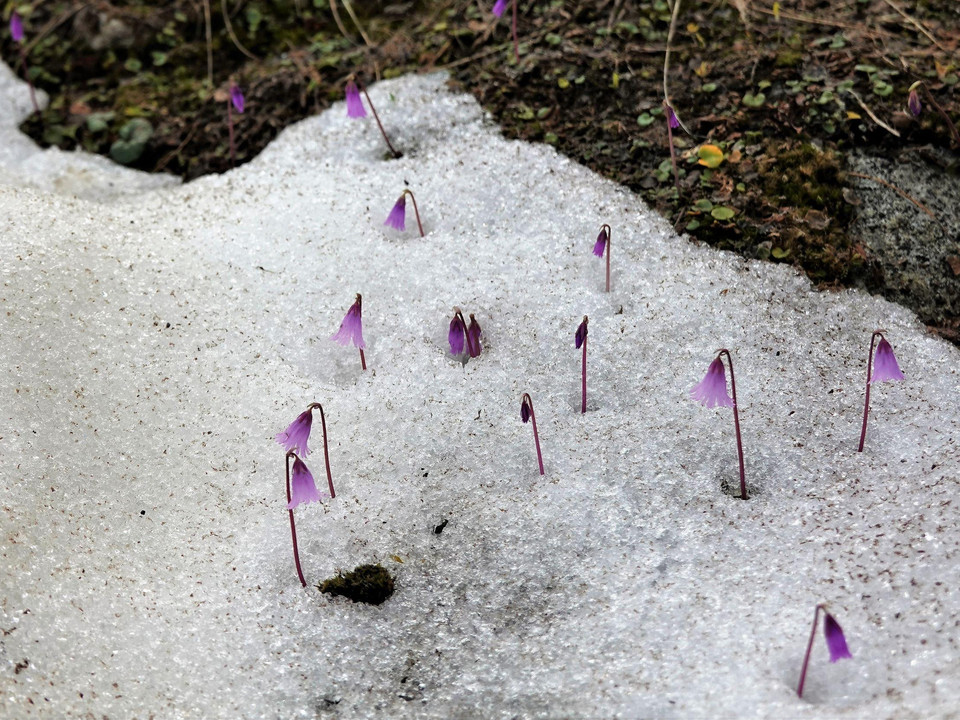 Soldanella Märjellensee