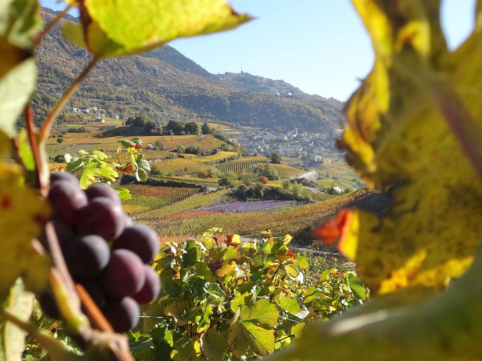 Weinrebe Umgebung Sion