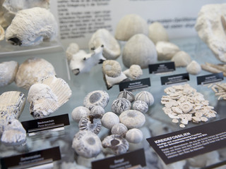 Kreidefossilien in der Ausstellung im NATUREUM Darßer Ort