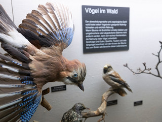 Ausstellungsteil "Vögel im Wald" im NATUREUM Darßer Ort