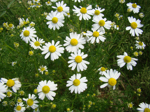 Kräuter am Wegesrand Kamillenblüten in voller Blüte mit weißen Blättern und gelben Zentren in einer grünen Wiese.
