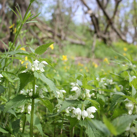 Kraeuterkunde_Taubnessel_benke_2000px.jpg Ferienprogramm Kinder Ostern Luckau am Rande des Spreewalds