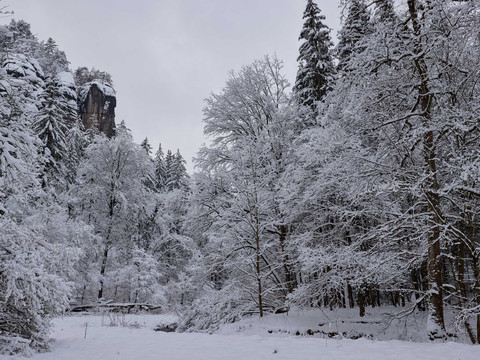 Polenztal Verschneiter Wald mit hohen, schneebedeckten Bäumen und einem Felsen im Hintergrund unter grauem Himmel, ruhige Winteratmosphäre.