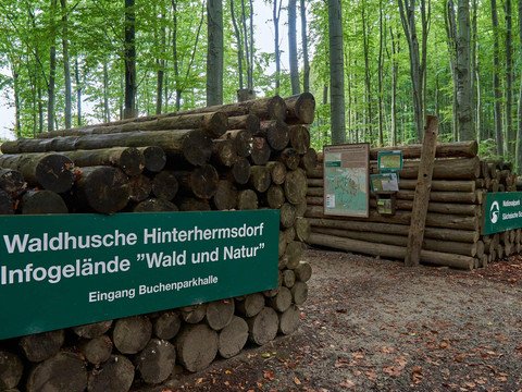 Holzstapel im Wald mit grünen Schildern der Waldhusche Hinterhermsdorf und des Nationalparks Sächsische Schweiz, umgeben von Bäumen.Pile of wood in the forest with green signs for the Hinterhermsdorf forest hut and the Saxon Switzerland National Park, surrounded by trees.Hromada dřeva v lese se zelenými cedulemi pro lesní chatu Hinterhermsdorf a Národní park Saské Švýcarsko, obklopená stromy.Stos drewna w lesie z zielonymi znakami do schroniska leśnego Hinterhermsdorf i Parku Narodowego Szwajcarii Saksońskiej, otoczony drzewami.Stapel hout in het bos met groene bordjes voor de boshut Hinterhermsdorf en het Nationaal Park Sächsische Schweiz, omgeven door bomen.Catasta di legna nel bosco con le indicazioni verdi per il rifugio Hinterhermsdorf e il Parco Nazionale della Svizzera Sassone, circondato da alberi.