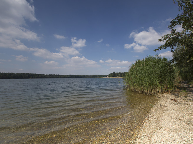 Der Albrechtshainer See mit Schilf am Ufer, darüber blauer Hinmmel