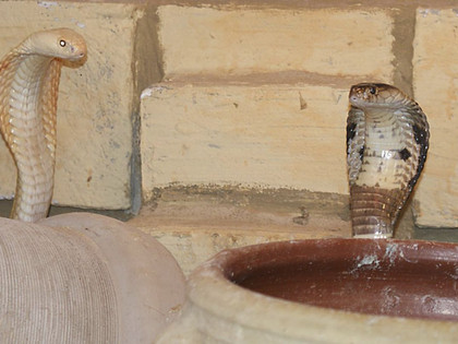 zwei Monockelkoba.jpg