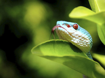 Weißlippen Bambusotter.jpg