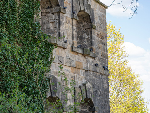Bastions of Sonnenstein Castle Stone wall of Sonnenstein Castle overgrown with ivy, several pigeons sitting on the ledges; a tree and blue sky in the background.