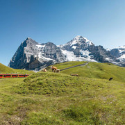 jungfraubahn-sommer-eiger-moench-jungfrau-kuehe.jpg