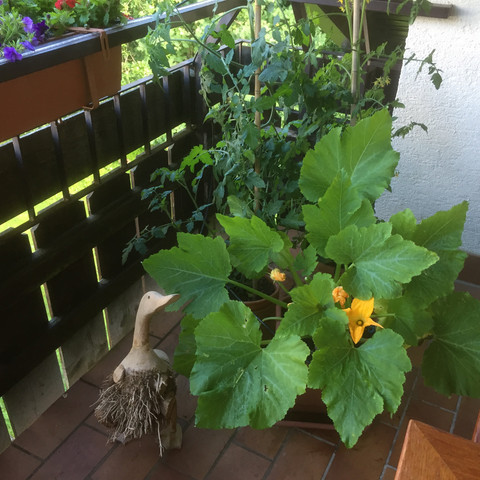 Ferienwohnung Kuckuck Balkon Pflanze Ferienwohnung Kuckuck Balkon Pflanze