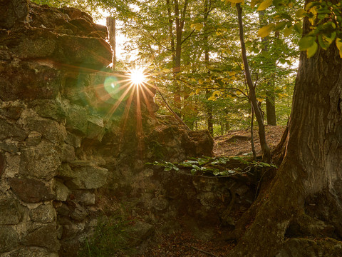 Zřícenina loupežnického hradu Goßdorf Sonnenstrahlen brechen durch eine alte Steinmauer im Wald, umgeben von grünen Bäumen und einem großen Baumstamm im Vordergrund.