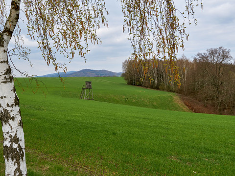 Schwarzbachtal Grüne Wiese mit einem Hochsitz im Hintergrund, eine Birke im Vordergrund, bewölkter Himmel und Wald im Hintergrund.