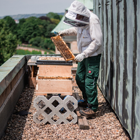 Bees on the roof of the Bilderberg Bellevue Hotel Dresden Bienen auf dem Dach des Bilderberg Bellevue Hotel DresdenBees on the roof of the Bilderberg Bellevue Hotel Dresden