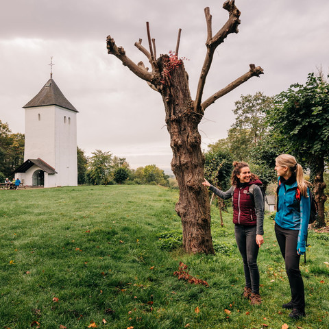 Blick auf Swister Turm, EifelSpur zwischen Ville und Eifel