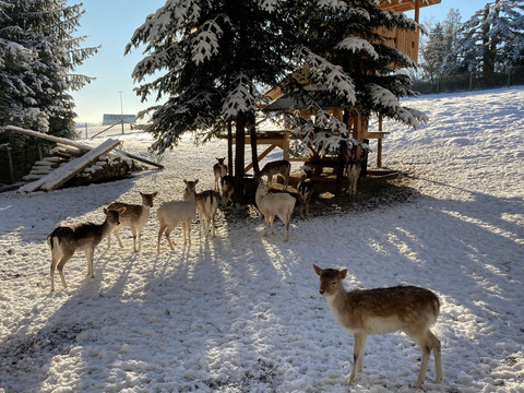 Wildgehege in Kleinhennersdorf  Eine Gruppe von Rehen steht im Schnee unter verschneiten Tannenbäumen, die Sonne wirft lange Schatten, die Atmosphäre ist ruhig und winterlich.