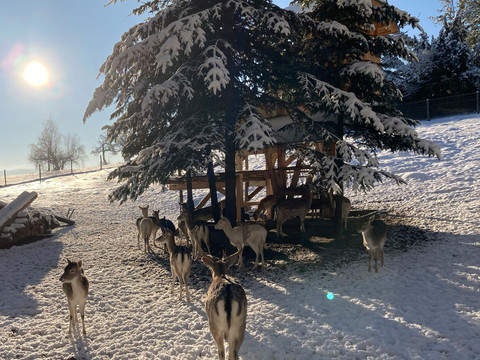 Een groep herten staat in de sneeuw onder een besneeuwde boom terwijl de zon aan de heldere hemel schijnt.