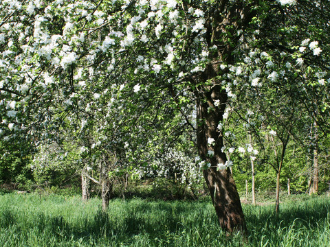 Obstgarten 2