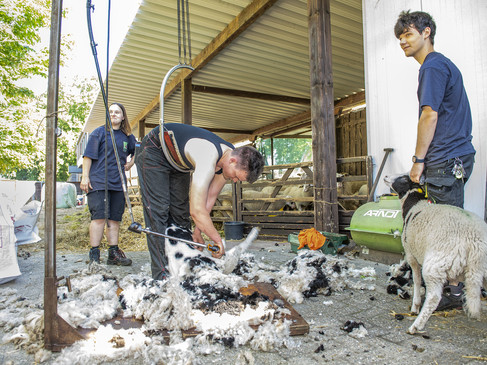 Schafschur ® Franz Frieling.jpg