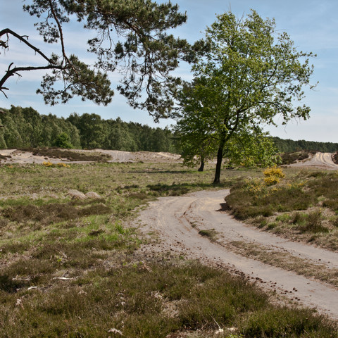 Wahner Heide