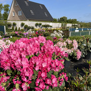 Gartencenter Harms Aussenbereich