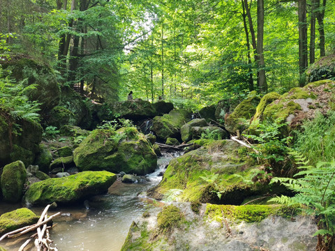 Forellensteig bei Berggießhübel