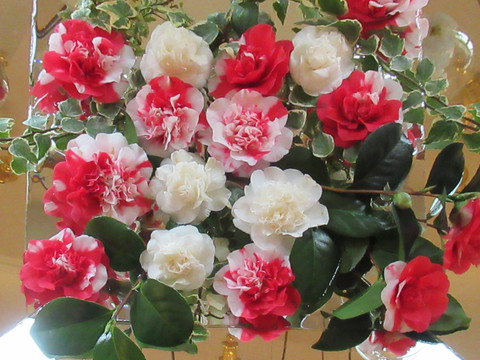 Ein Blumenarrangement aus roten und weißen Kamelien mit grünen Blättern, auf einem spiegelnden Hintergrund arrangiert.A flower arrangement of red and white camellias with green leaves, arranged on a reflective background.Květinové aranžmá z červených a bílých kamélií se zelenými listy, naaranžované na reflexním pozadí.Kompozycja kwiatowa z czerwonych i białych kamelii z zielonymi liśćmi, ułożona na odblaskowym tle.Een bloemstuk van rode en witte camelia's met groene bladeren, gerangschikt op een reflecterende achtergrond.Composizione floreale di camelie rosse e bianche con foglie verdi, disposte su uno sfondo riflettente.