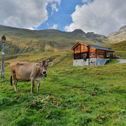kuh sennerei.jpg Milchvieh Sennerei Alpe BelDairy cattle Alpine dairy Alpe BelBétail laitier Alpe Bel