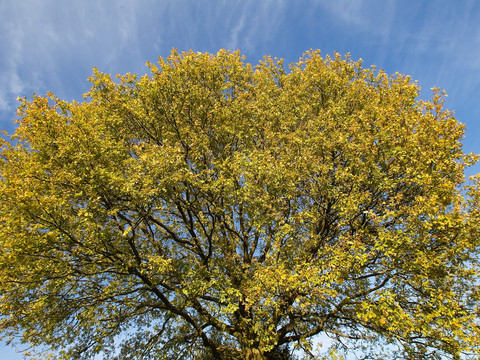 Baumkrone Großer Baum mit herbstlich goldenen Blättern vor strahlend blauem Himmel.