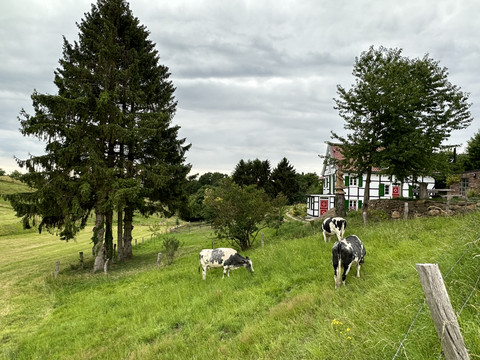 Weide und Fachwerkhaus am Liewerfrauenweg Ländliche Idylle mit Kühen auf grüner Wiese, im Hintergrund ein Fachwerkhaus und hohe Bäume.