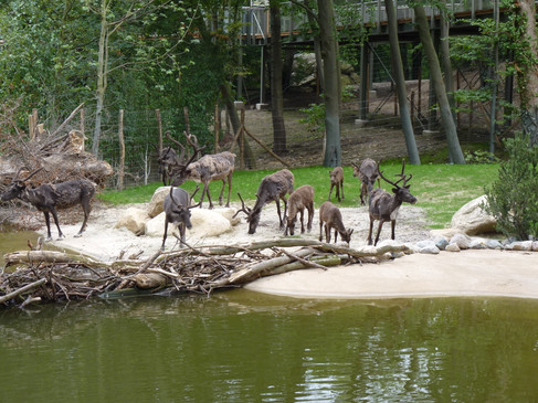 Rendieren in de Zoo OsnabrückEine Gruppe Rentiere steht nahe einem Teich in einem Waldgehege.