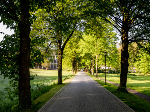 Bergischer Komfortspazierweg Altenberg Allee mit Kopfsteinpflasterstraße, gesäumt von grünen Bäumen, führt durch eine sonnige Parklandschaft.