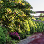 garten-landhof-tausendschoen-apen-3 Ein malerischer Garten mit üppigem Grün, einem Schatten spendenden Baum und blühenden Büschen säumt einen Kiesweg, der von einem rustikalen Holzbogen akzentuiert wird.