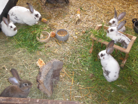 Familie Hase fühlt sich wohl bei uns
