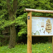 Info-Tafel am Gingko-Baum im Arboretum Bad Driburg