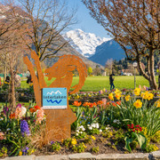interlaken-hoeheweg-steinbock-fruehling-jungfrau
