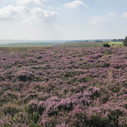 Blick auf die Braderuper Heide in Kampen