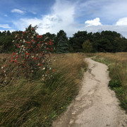 Weg zur Kupferkanne von der Braderuper Heide