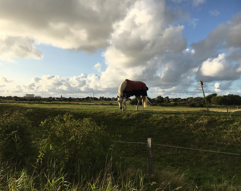 Pferd auf der Wiese des Pferdehof-Sylt