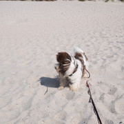 Hundestrand