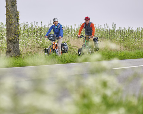 Radfahrende entlang der Obstbäume