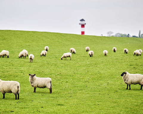 Deich, Schafe und Leuchtturm an der Elbe
