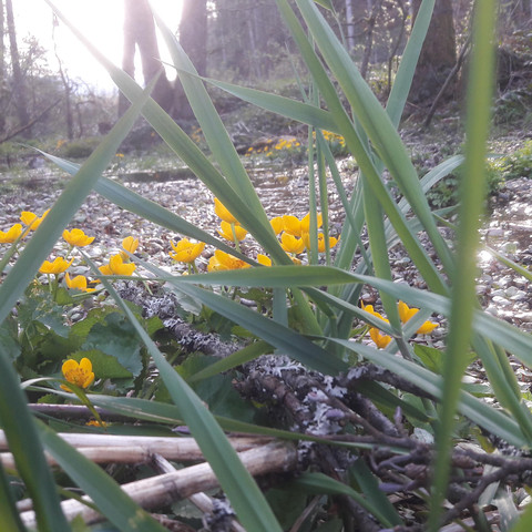 Sommerbergparadies Die Schönmünz im Frühling Hoffm
