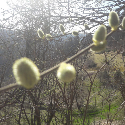 Sommerbergparadies Frühling am Haus Hoffmann