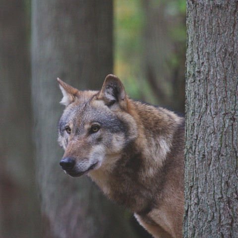 doerverden-wolfcenter-wolf-im-wald