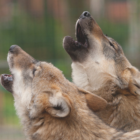 wolf-heulen-doerverden