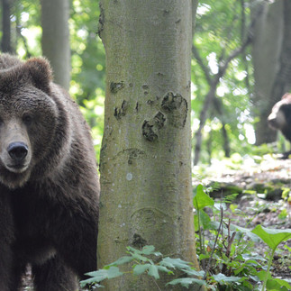 Alternativer Bärenpark WORBIS
