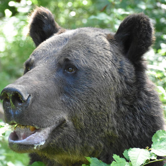 Alternativer Bärenpark WORBIS