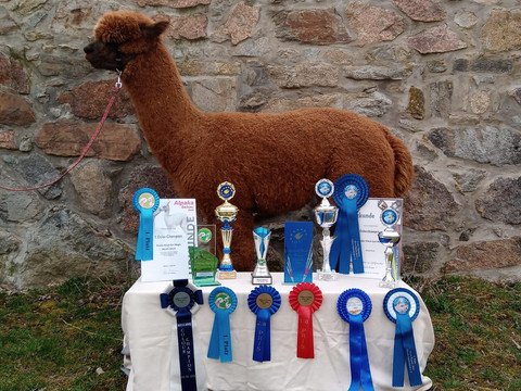 Alpaka Glück Earl Magic